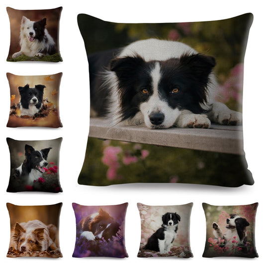 Funda de cojín con estampado de perro Border Collie de Escocia
