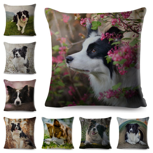 Funda de cojín con estampado de perro Border Collie de Escocia
