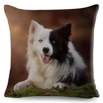 Funda de cojín con estampado de perro Border Collie de Escocia