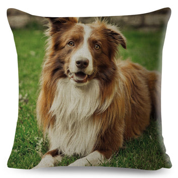 Funda de cojín con estampado de perro Border Collie de Escocia