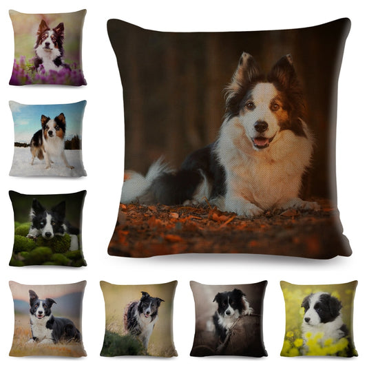 Funda de cojín con estampado de perro Border Collie de Escocia